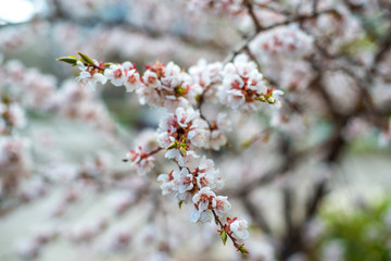 apricot blossom. white-pink flowers on a still completely bare tree, green leaves have not yet blossomed