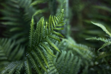 Fototapeta na wymiar Beautiful fern leaf close-up on green background