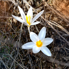 подснежники