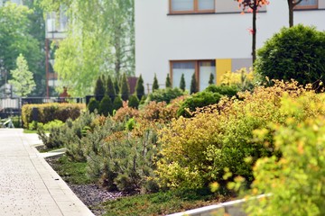 Ornamental shrubs and plants near a residential city house