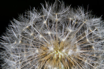 Close-up of the seadhead or blowball of a Dandelion