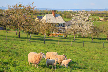 Sheep in the "Marais Vernier", Normandy, France	