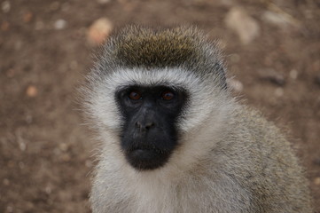Close up face shot of a vervet money