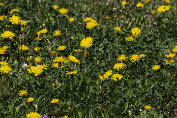 dandelion flowers with filled garden and flying butterflies,