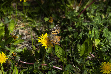 dandelion plant blooming in spring and standing on butterfly
