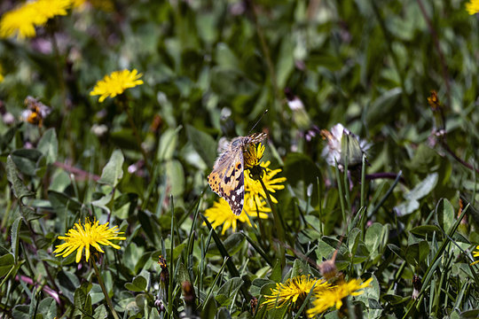 Fototapeta dandelion plant and butterfly flowering in spring