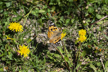 dandelion plant blooming in spring and standing on butterfly