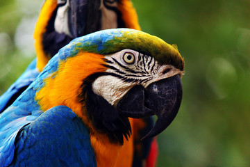 blue and yellow macaw