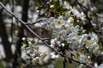 cherry tree filled with flowers, cherry tree.cherry  tree flowering in spring