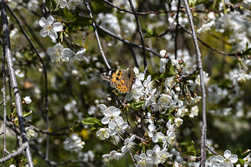 flowering plum trees and butterflies in the spring