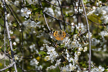 flowering plum trees and butterflies in the spring