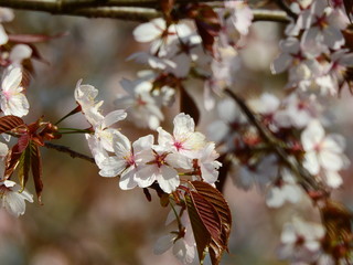 cherry blossom