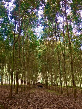 Rubber tree plantation, Laos