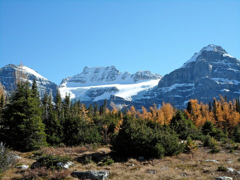The Larch trees and snowy peaks during a hike through Larch valley, Canada