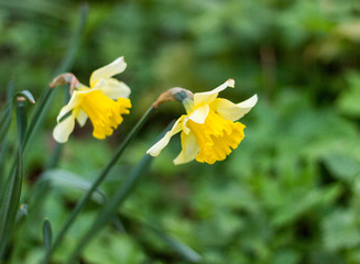 Fototapeta premium Beautiful yellow flowers close up, Aberdeen, Scotland