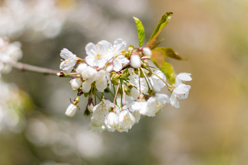 Beautiful white blossom close up, Aberdeen, Scotland