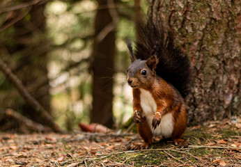 Eichhörnchen