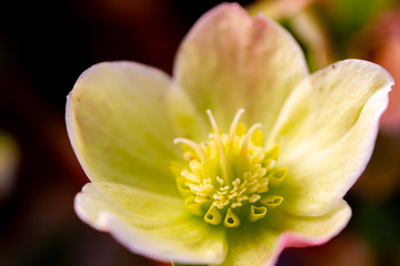 Obraz na płótnie Canvas closeup of a flower