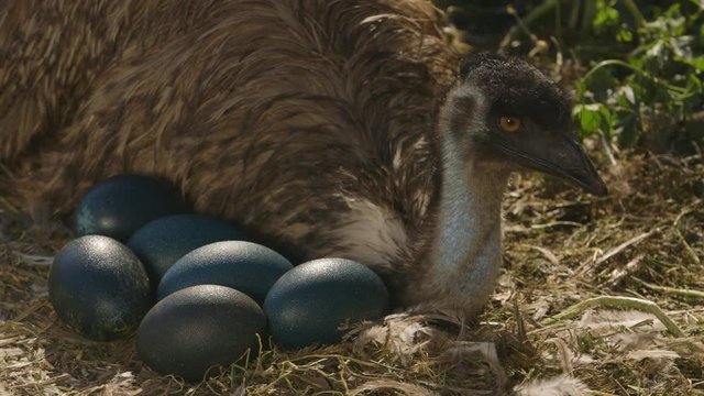 A medium shot of an emu sitting with it's eggs on the ground.