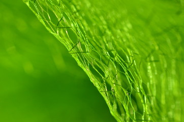 Tüll - Textur,  grün