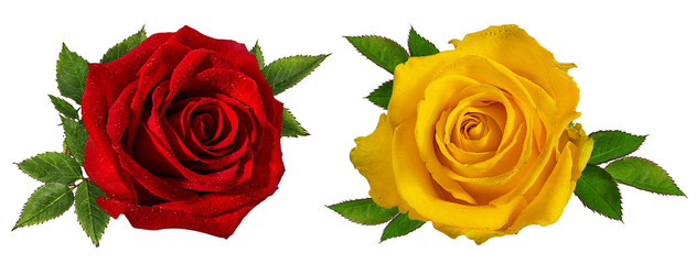 Fresh beautiful rose isolated on white background with clipping path