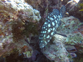 Tropische Fische