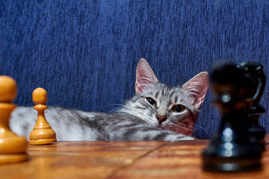 Cat at the old chessboard. White and black chess pawns on the Board near the pet. Smart cat with big ears and a wise expression.