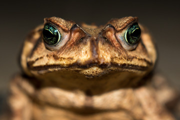 Frog face close up