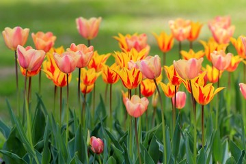 Bright tulips in the Park