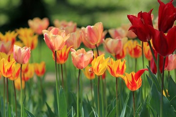 Bright tulips in the Park