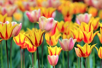 Bright tulips in the Park