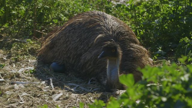 A medium shot of an emu sitting on it's eggs, on the ground. 