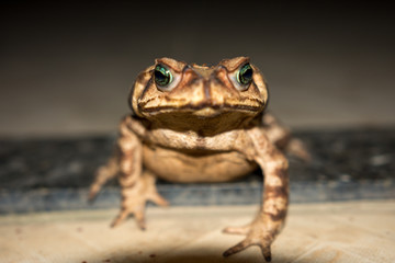 Brown Frog with green eyes
