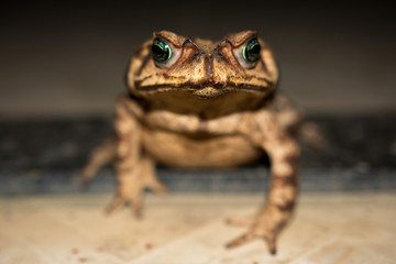 Brown Frog with green eyes