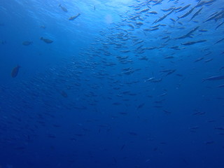 Fischschwarm