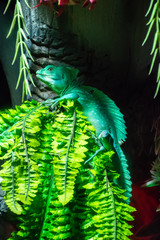 A beautiful green lizard is sitting on a tree branch.