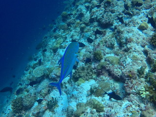 Fototapeta premium Malediven Papageifisch