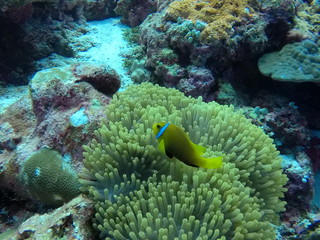 Fototapeta na wymiar Malediven Anemonenfisch