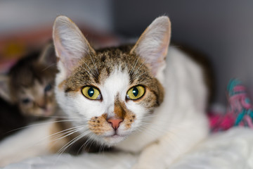 adult cat face with kitten on the background
