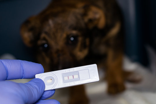 positive parvovirosis quick test and blurred background with puppy
