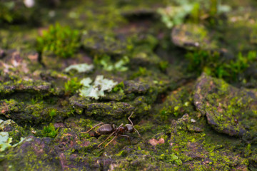 ant on the wood with moss surface