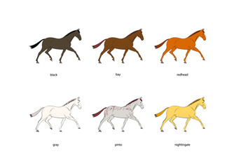 Poster with horse suits and colors on white background. Vector illustration.