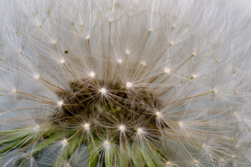 dandelion close-up in spring season