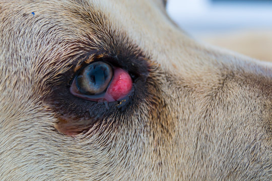 cane corso dog breed with cherry eye