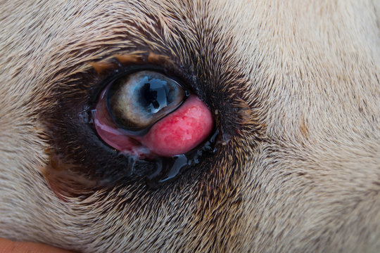 cane corso dog breed with cherry eye