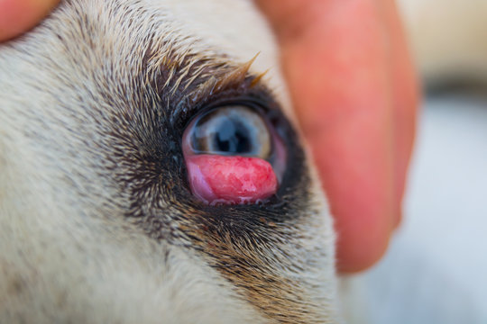 cane corso dog breed with cherry eye