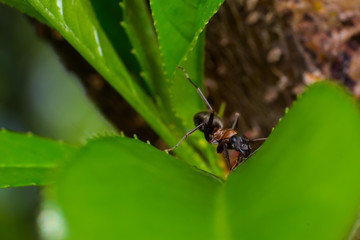 the ant on the green leaf