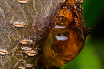 yellow resin on peach-tree close-up