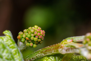young grapes macro in the vineyard.NEF