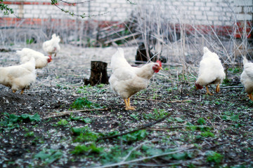 chickens on farm